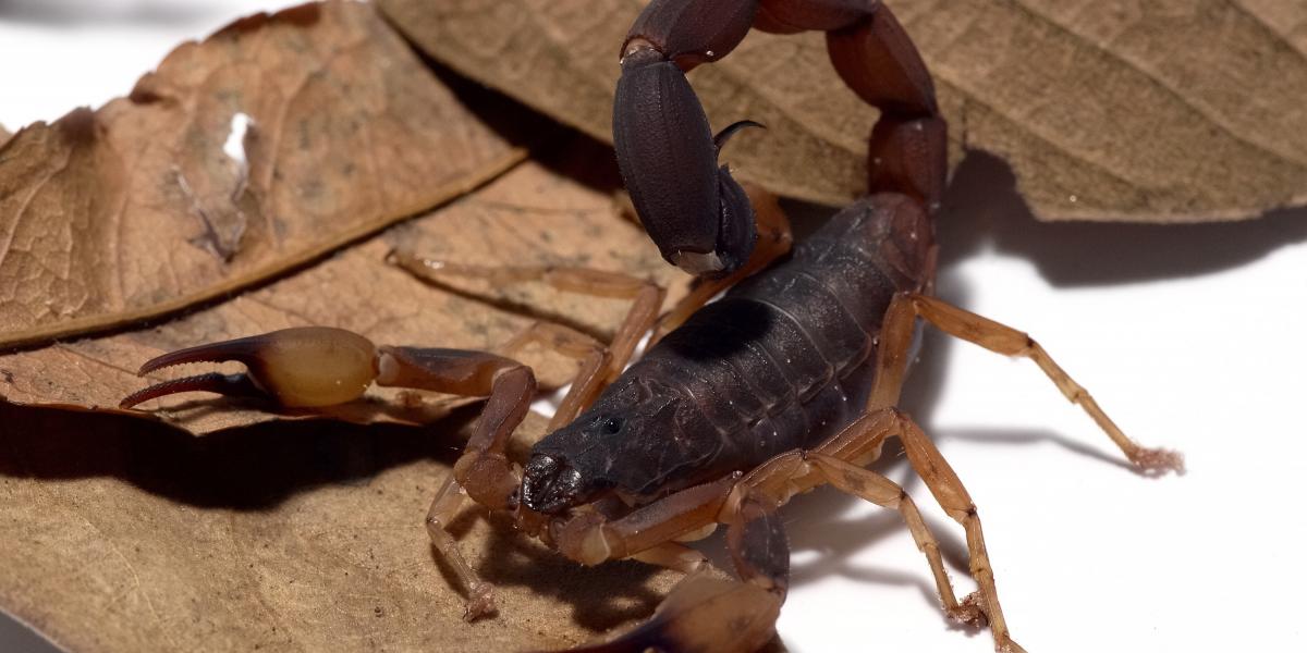 Sárga skorpió (Tityus serrulatus)