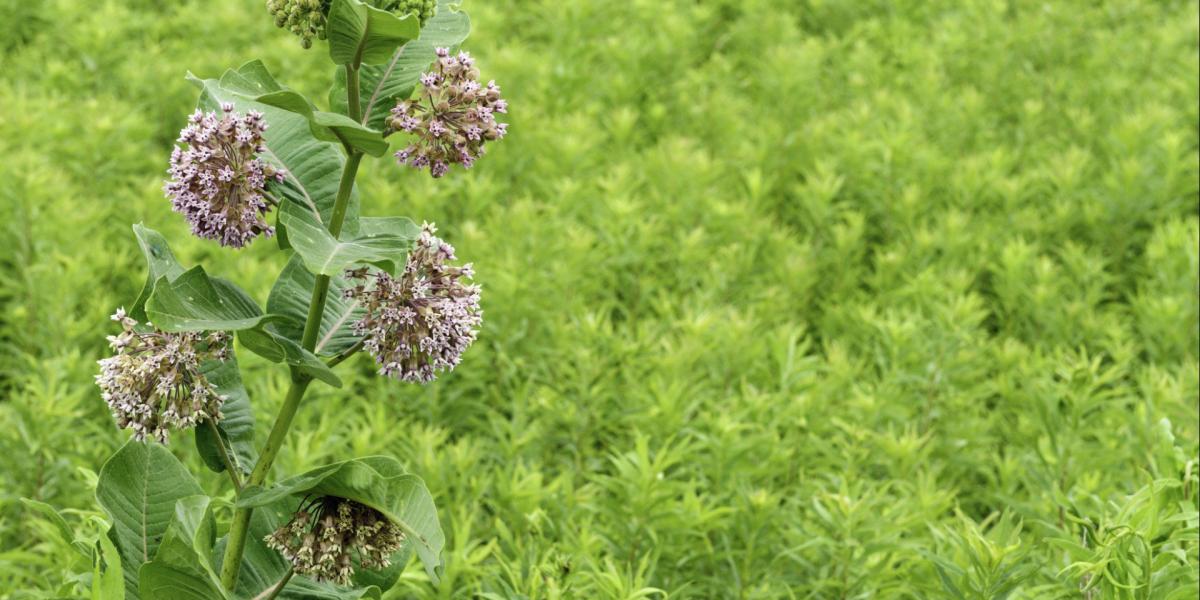 Selyemkóró (Asclepias syriaca)