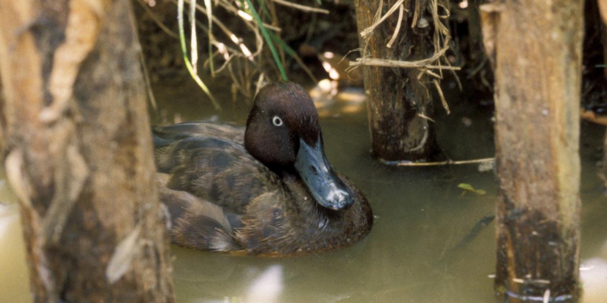 Madagaszkári barátréce (Aythya innotata)