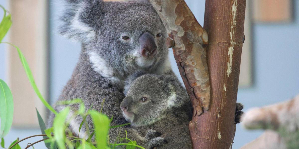 #CHINA-NANJING-ZOO-KOALA (CN)