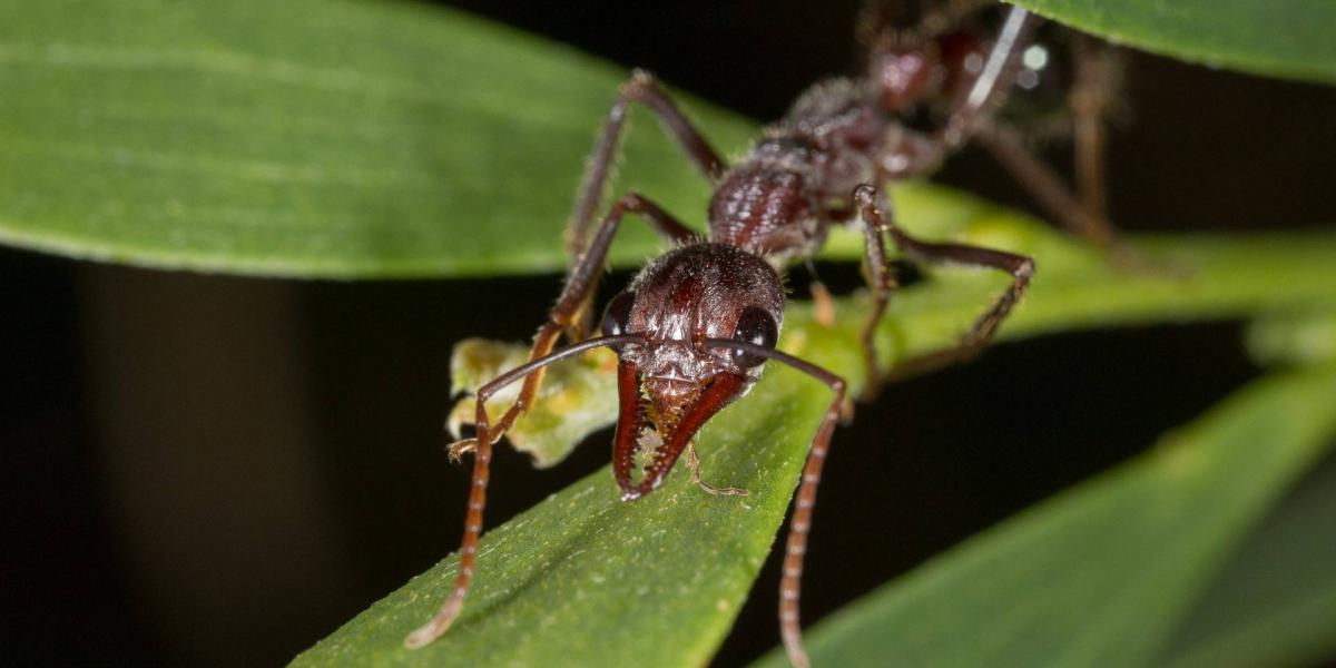 Myrmecia pyriformis