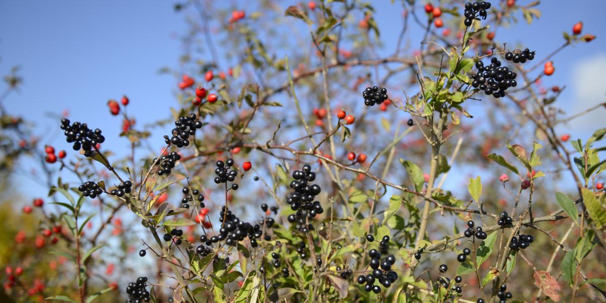 Privet (Ligustrum vulgare) and Dog Rose (Rosa canina) fruits, Northern Vosges Regional Nature Park, France