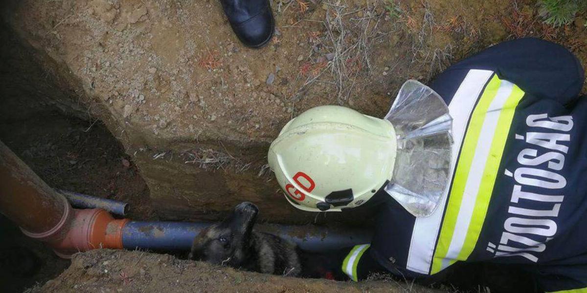 Időben érkezett a segítség, a kutyának kutya baja