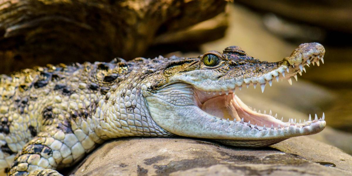 Mindoro-krokodil (Crocodylus mindorensis)