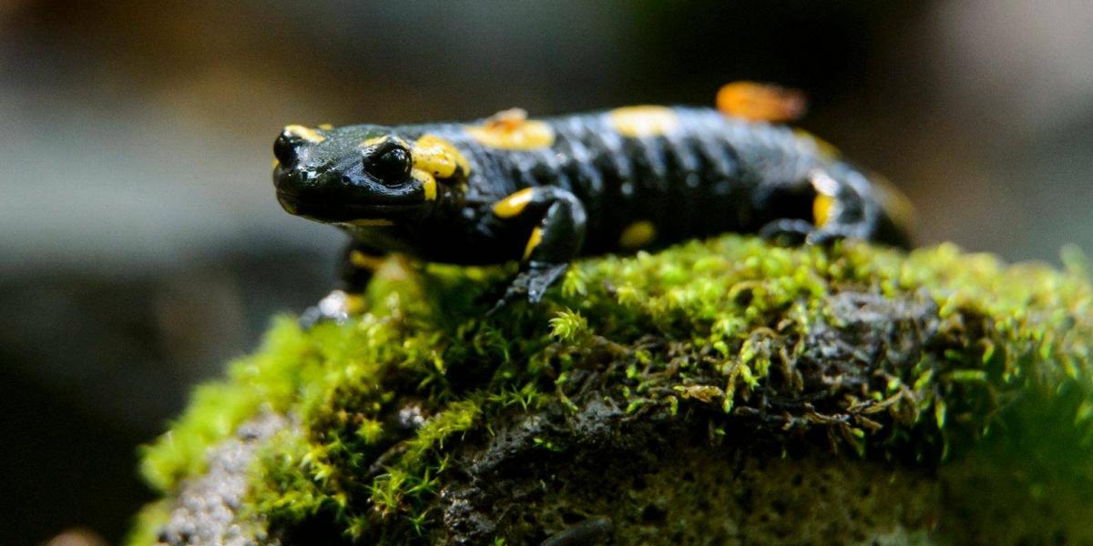 A foltos szalamandrák védelmében fog össze a II. kerület és a főváros vezetése