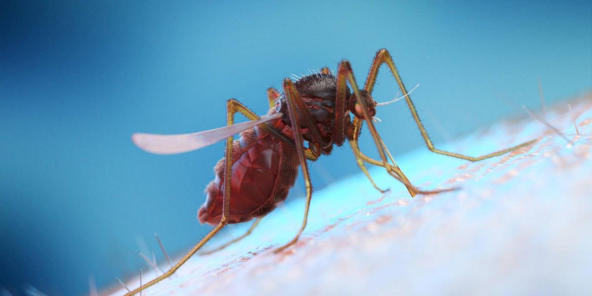 Mosquito on human skin, illustration