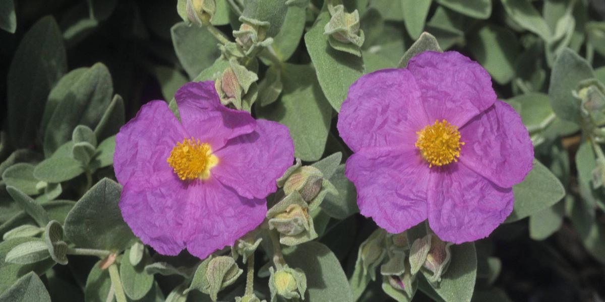 Cistus creticus