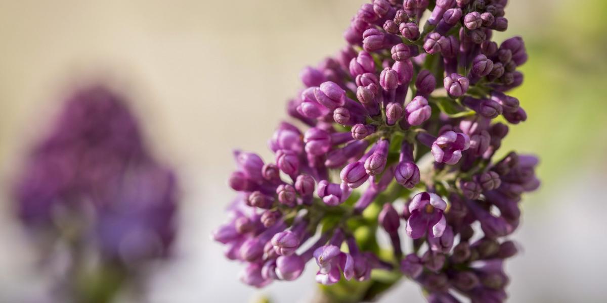 Virágzó orgona (Syringa vulgaris) Gádoroson 2014. október 18-án. MTI Fotó: Rosta Tibor