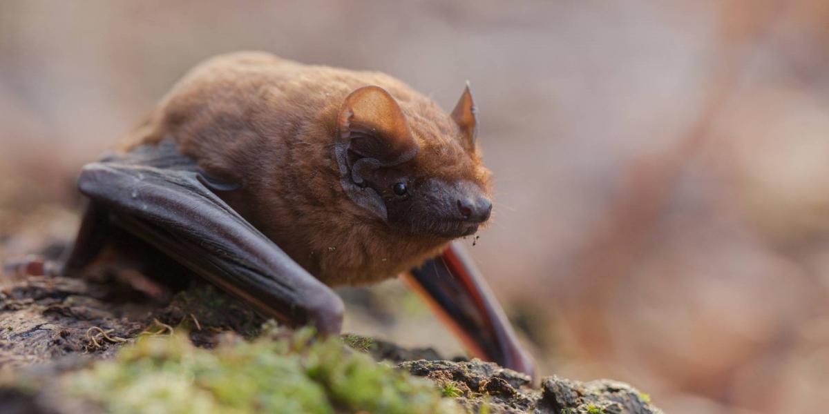 Rőt koraidenevér (Nyctalus noctula)