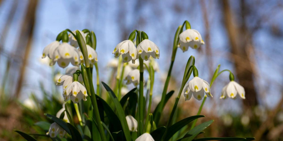 Virágzó tavaszi tőzike a Duna-Dráva Nemzeti Park területén február 26-án