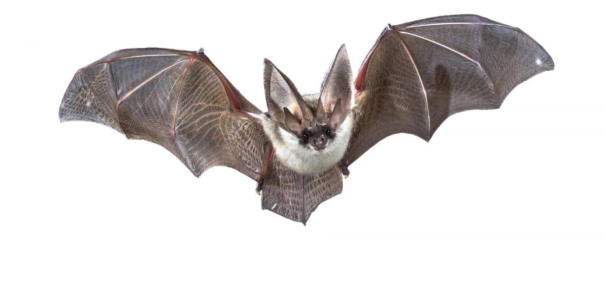 Flying,Bat,Isolated,On,Black,Background.,The,Grey,Long-eared,Bat