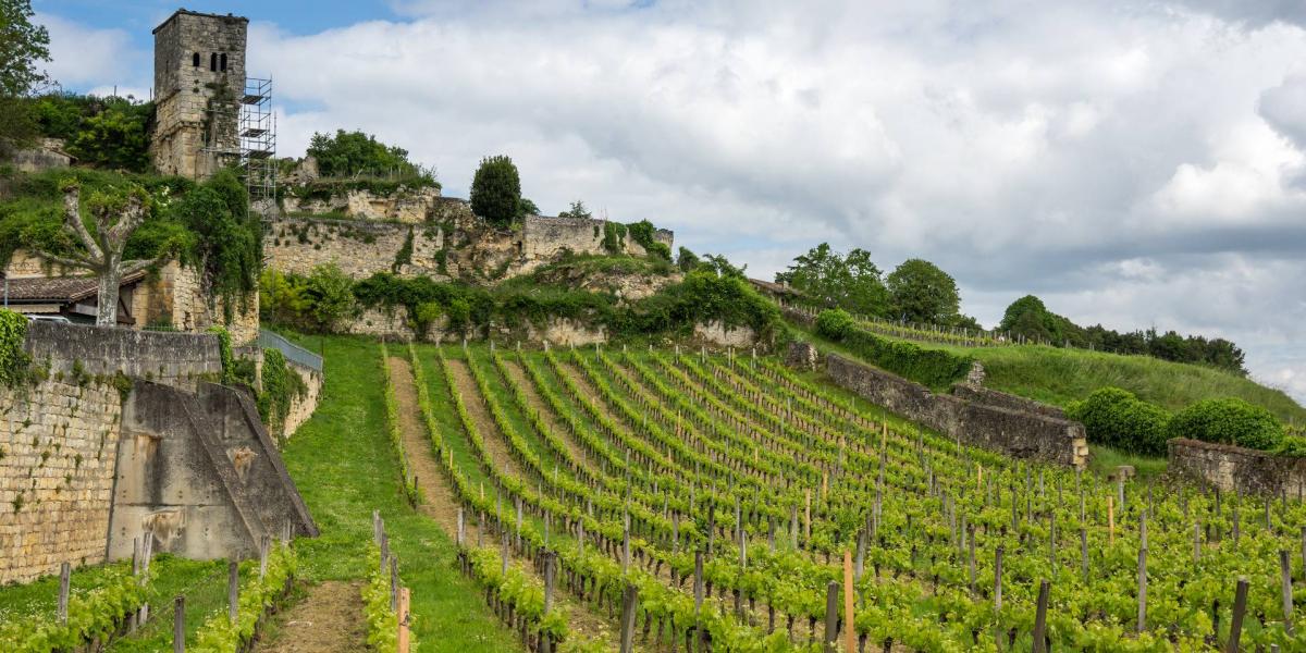 Szőlők Bordeaux környékén. Képünk illusztráció.