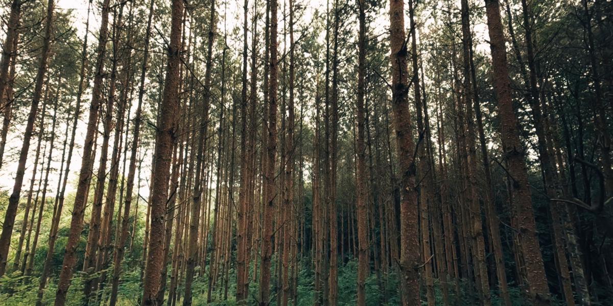 Egyszerre természetfilm és irodalmi portré: Nádas Péter szavait lassú, asszociatív képsorok kísérik