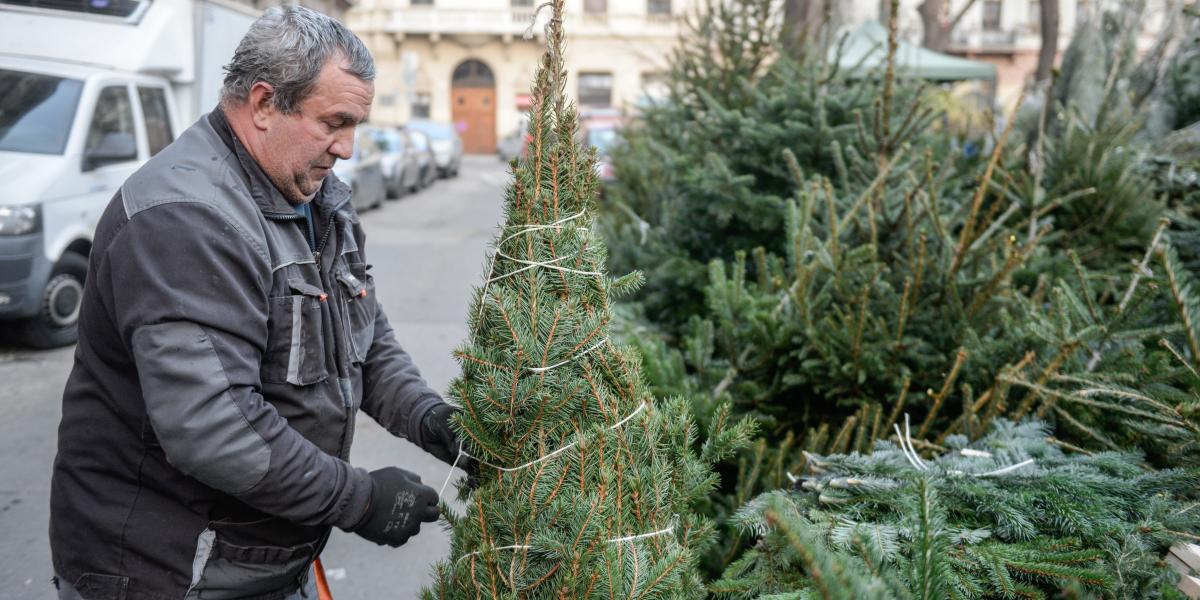 Manapság nem méregetnek, a hasonló méretű fák ára egységes, de a különösen szép, dús példányok árát egyedileg állapítják meg az árusok