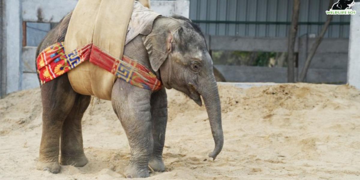 Bani lassan megpróbál sétálni a hevederben, miközben a hátsó végtagjait húzza