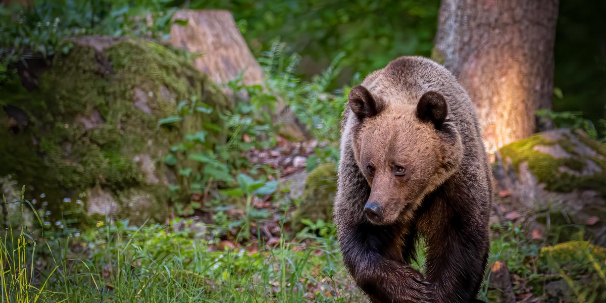 Kóborló barnamedve 2019-ben a Hargitán