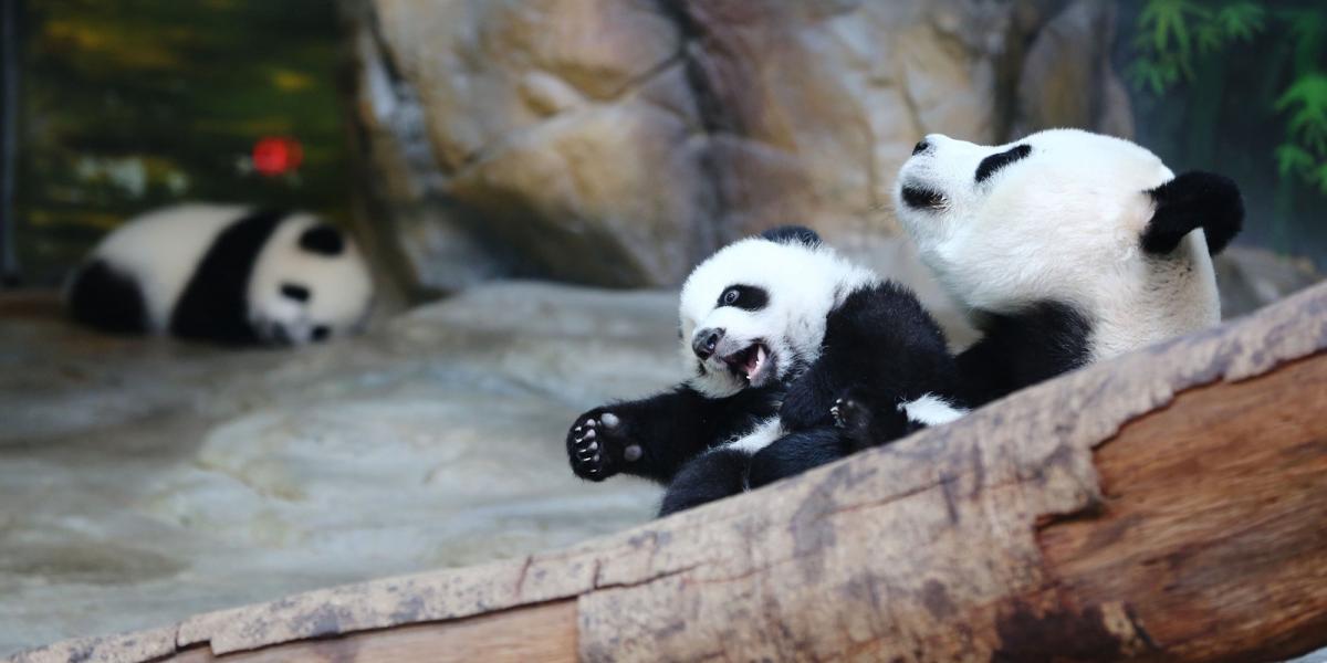 FOTÓ: Getty Images/ChinaFotoPress