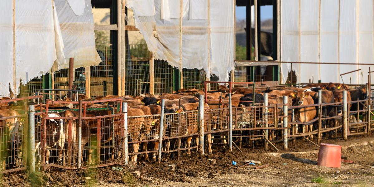 A ragadós száj- és körömfájás miatt lezárt marhatelep Levélen március 26-án 