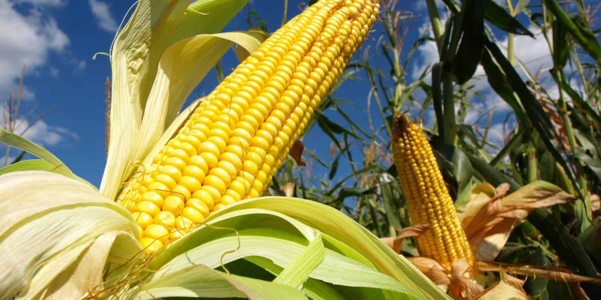 A GMO-s hektárok szűk harmadán
kukoricát termesztenek