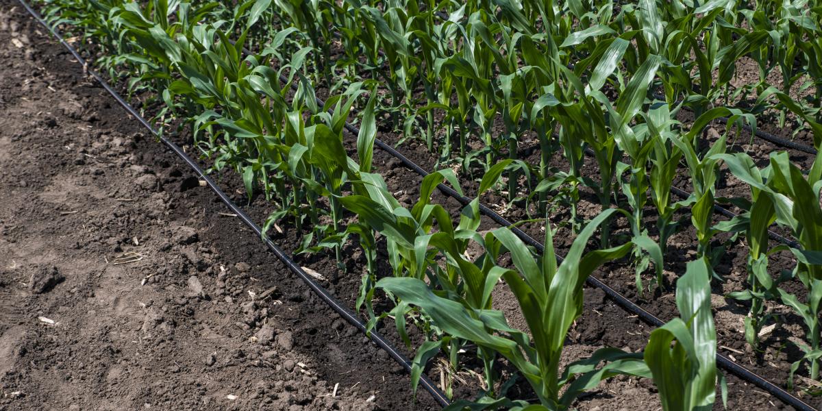 Vizsgálat hiányában előfordulhat, hogy az adott növény egy másik országban nem hoz termést