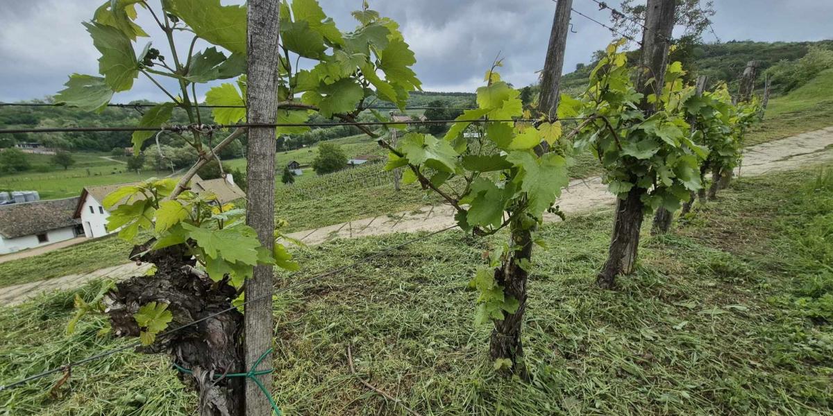 Szőlőfürtök a letartóztatott borász pincészeténél. 