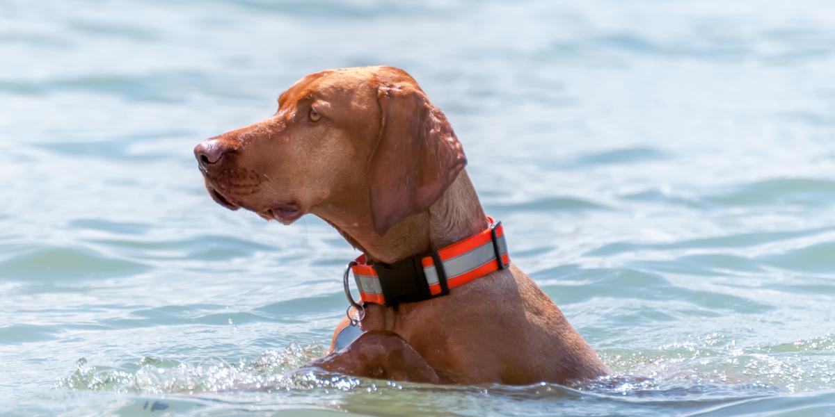 A kutyák már több balatoni strandon is kedvükre úszkálhatnak