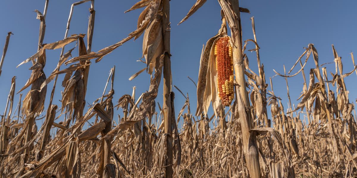 Megsínylik a növények a tartós szárazságot