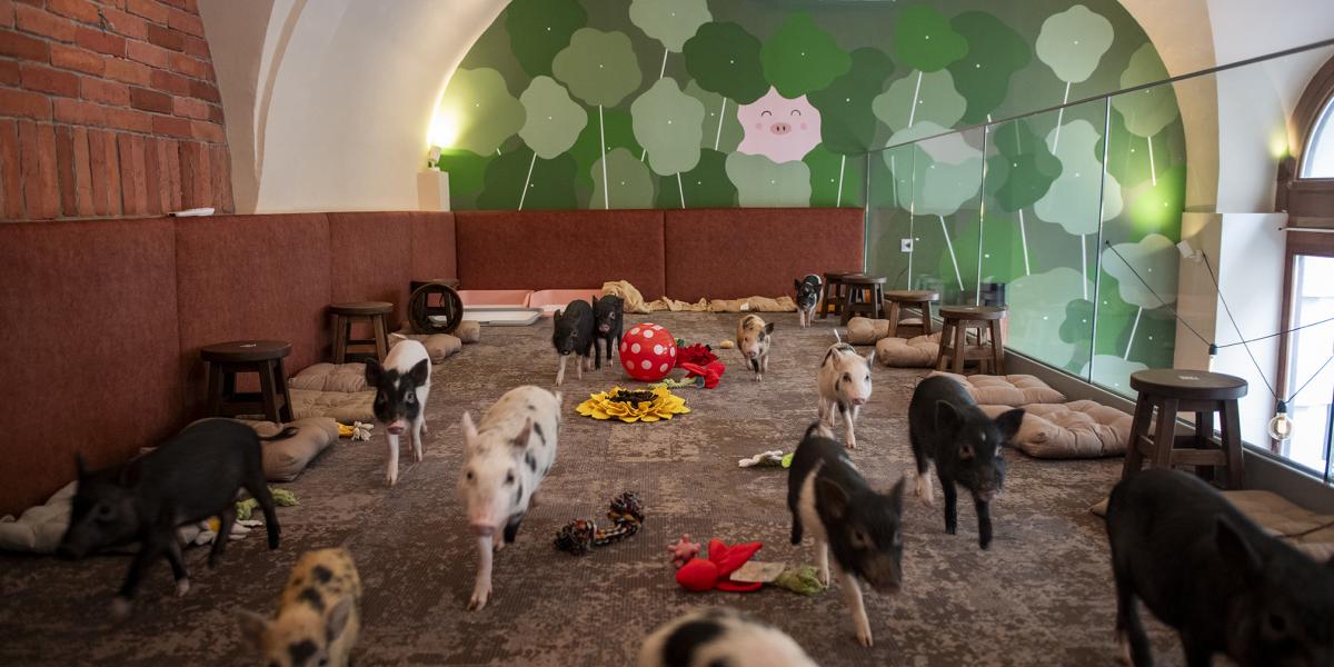 Ha valaki állattartási hiányosságot tapasztal, a vállalkozás székhelye szerinti jegyzőhöz fordulhat