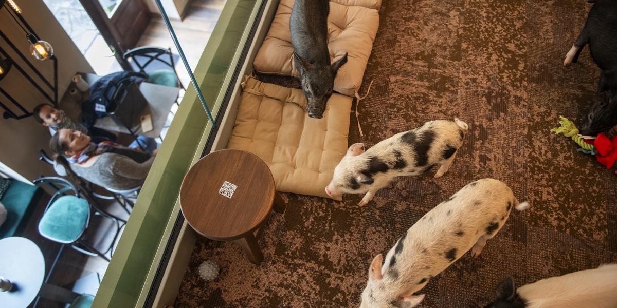 A vendégek a földszinten, a törpemalacok a galérián töltik az idejüket. Aki szeretne, fölmehet állatot simogatni