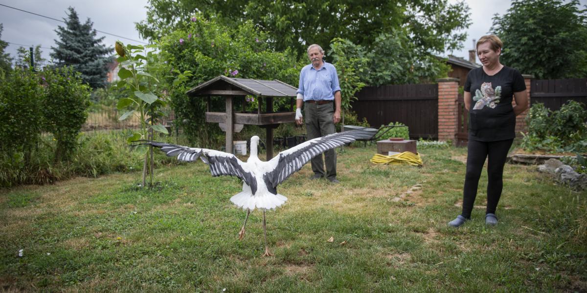 Eszter a pécsi idegsebészeti klinikán ápolóként dolgozik, munkaidő után pedig madárápoló