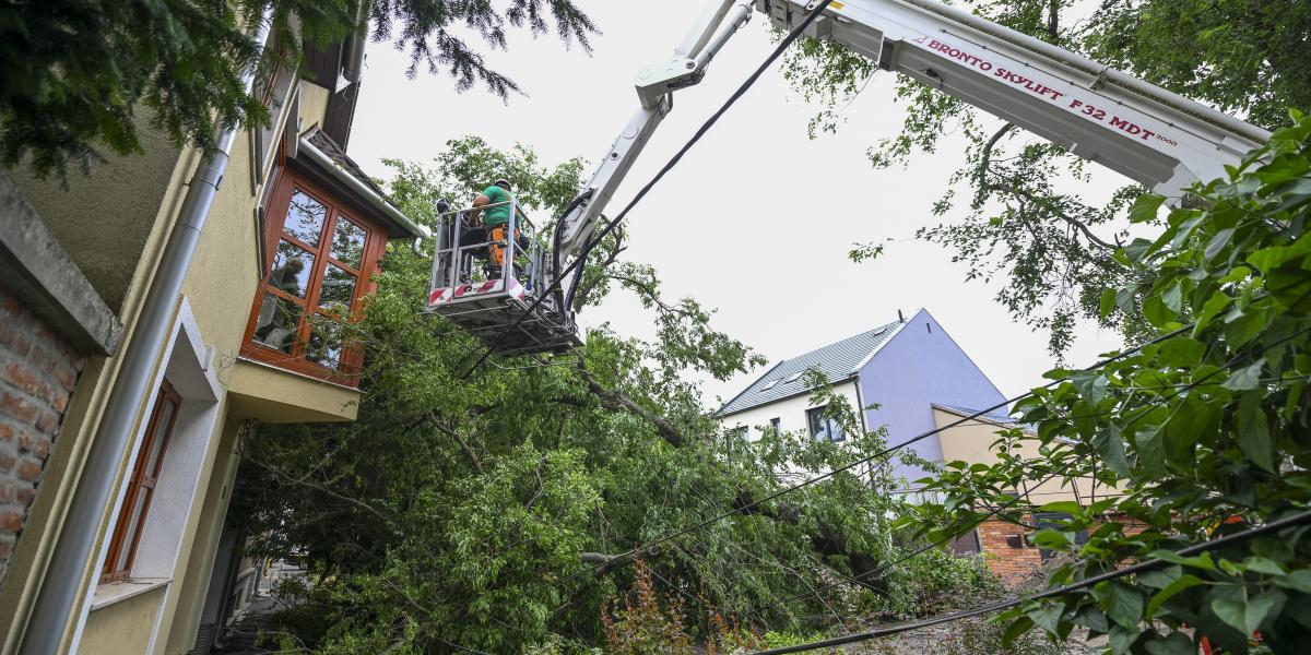 Kidőlt fa eltávolítása Debrecenben 2025. július 9-én