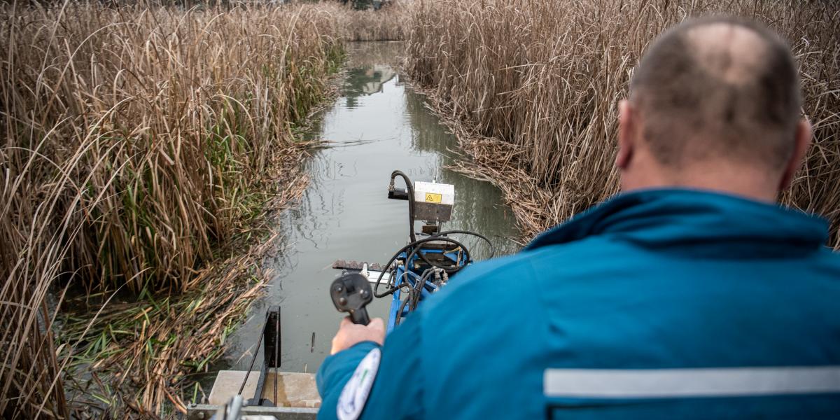 Illusztráció: Vízügyi ellenőr a szigetszentmiklósi nádasban - Korábbi felvétel 