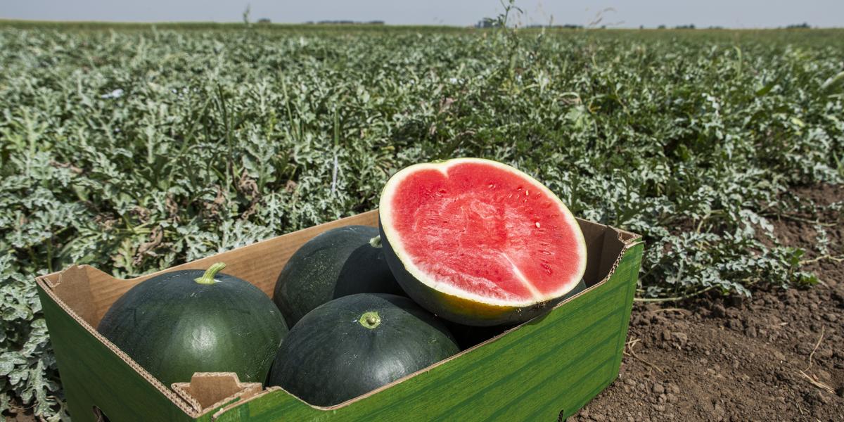 Nem túl fényes a szezon a termelőknek, éppen csak van valami hasznuk a gyümölcsön
