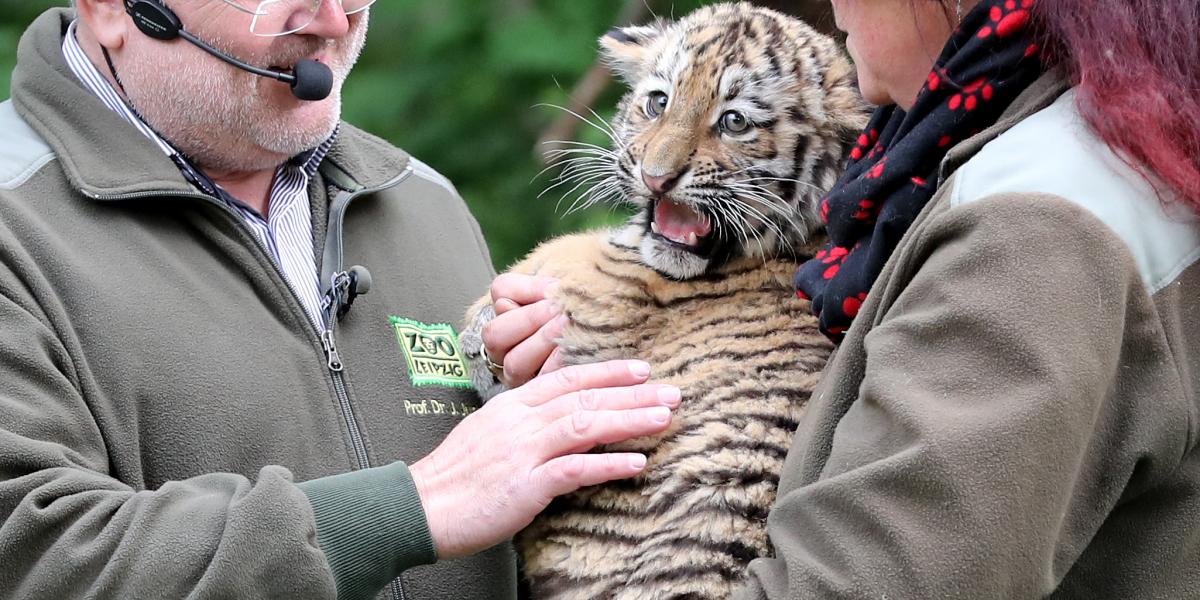 Képünk illusztráció, Jörg Junholdt igazgató 2017-ben egy akkor született tigriskölyökkel a lipcsei állatkertben