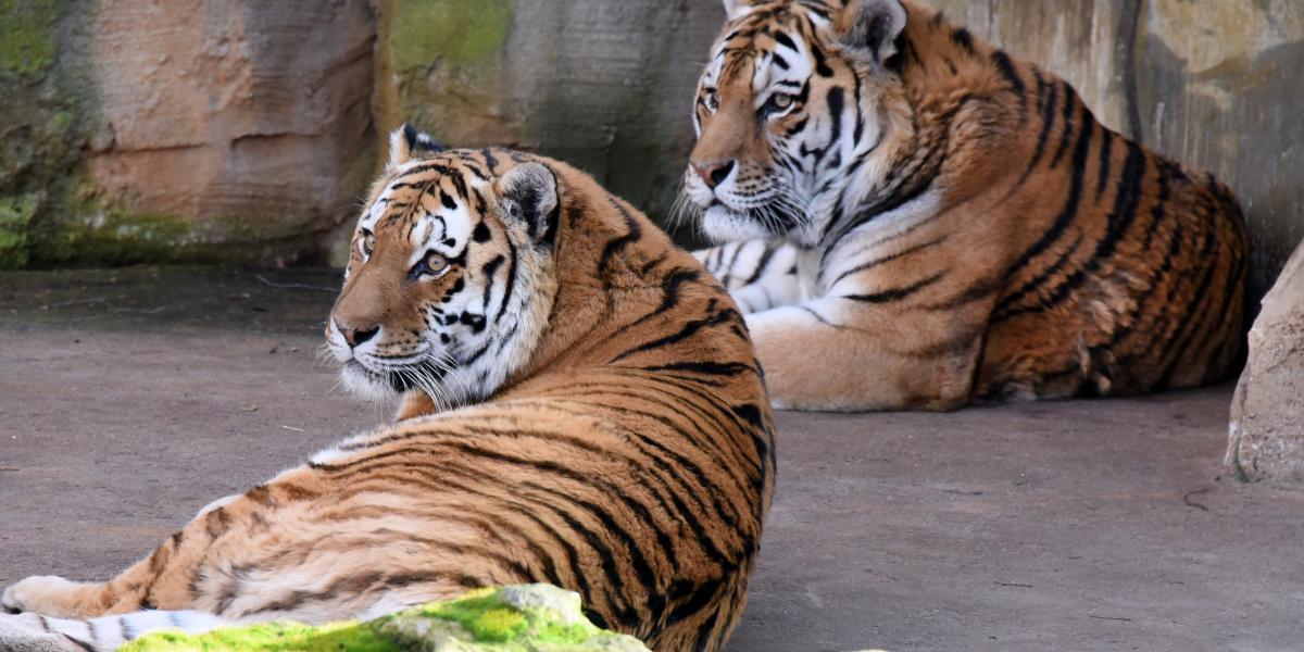 Kifejlett szibériai tigrisek pihennek a lipcsei állatkertben