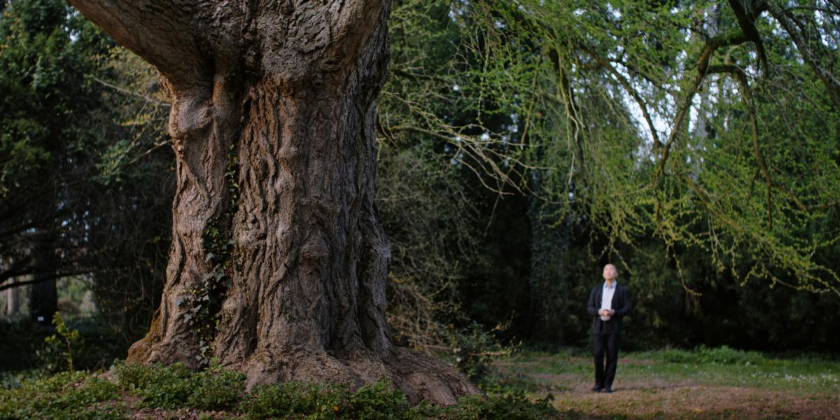 Tony Leung Chiu-wai és a film abszolút főszereplője, a gingkófa