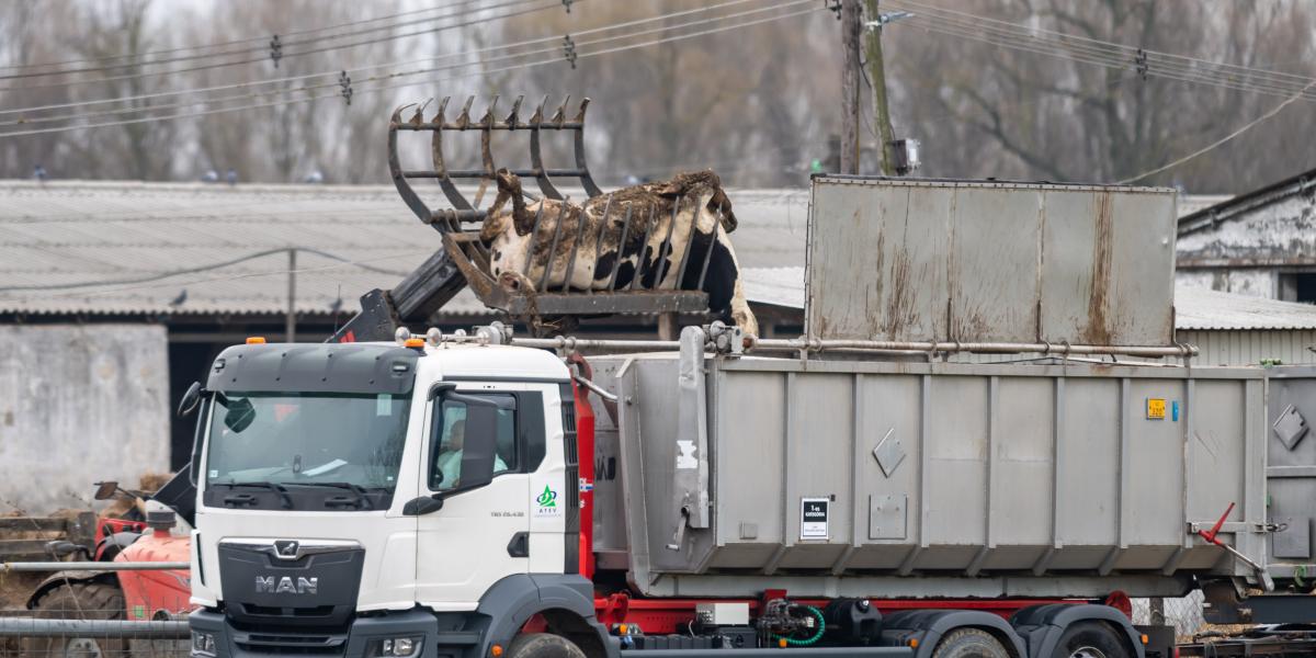  A száj- és körömfájásjárvány összességében 25-30 milliárd forint közvetlen kárt okozott