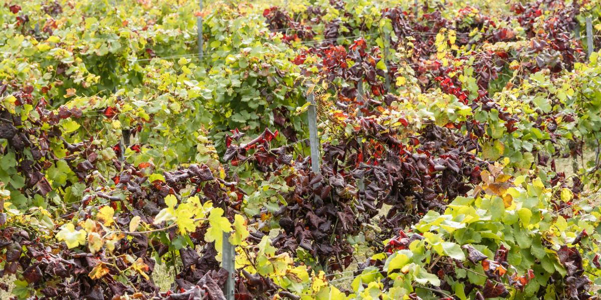 A védekezés egyedüli módja a fertőzött tőkék kivágása