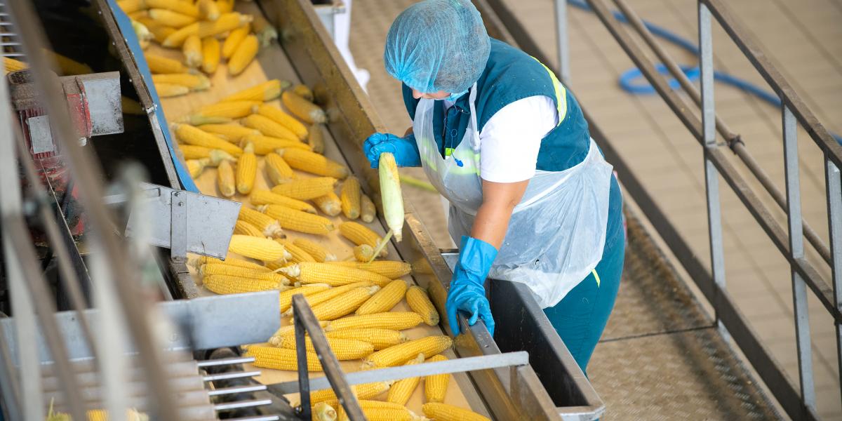 A hosszú távú bérmegállapodásban kijelölt, jövő évre szóló 13 százalékos minimálbér-­növelésről már senki sem beszél