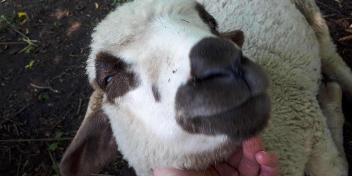 A szerző felvételei