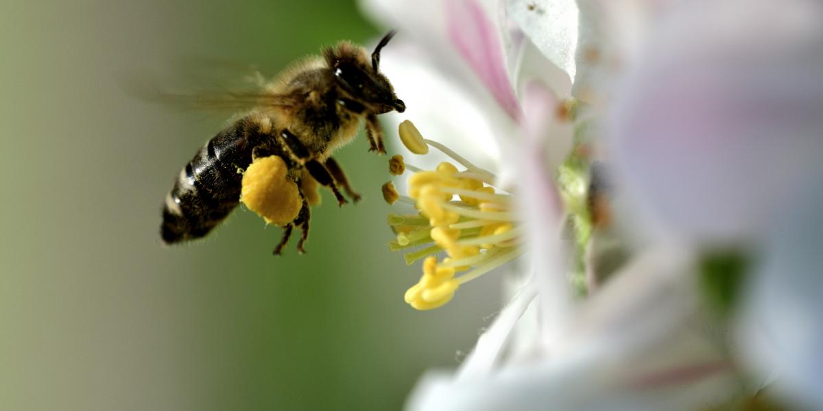 A vadon élő méhek épp olyan fontosak, mint a kaptárban élők, megmentésükért mi is tehetünk