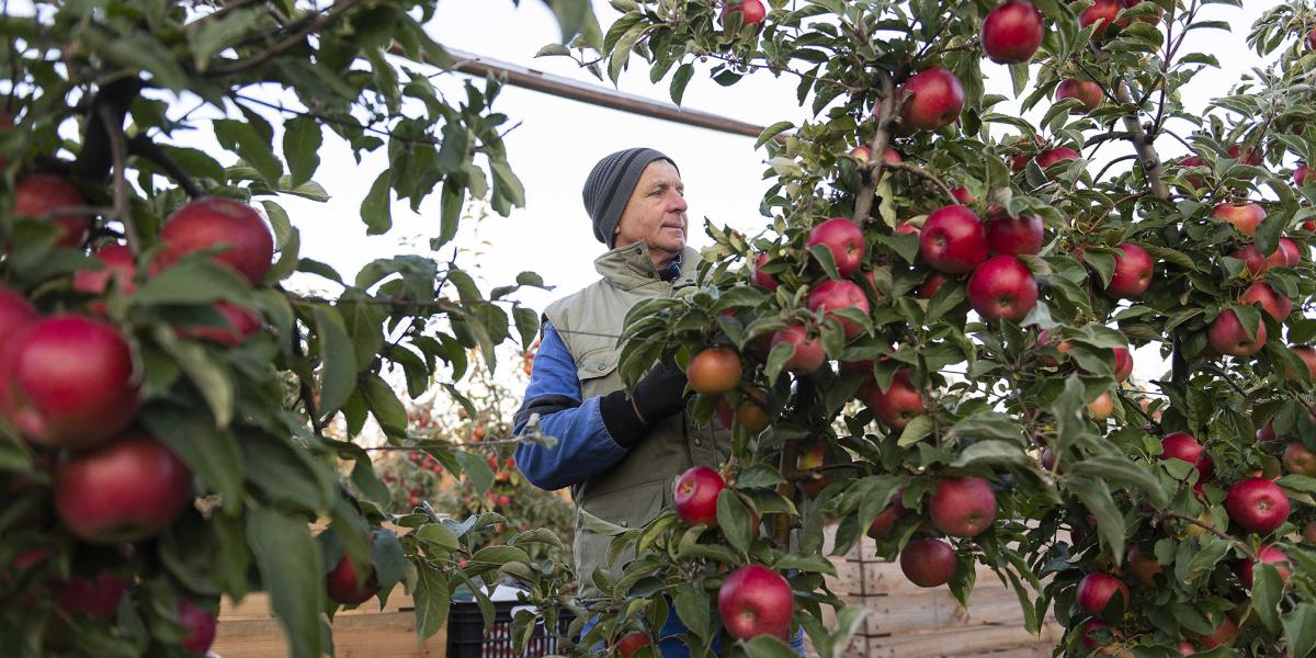Nemcsak az ültetvények öregednek, hanem a művelőik is