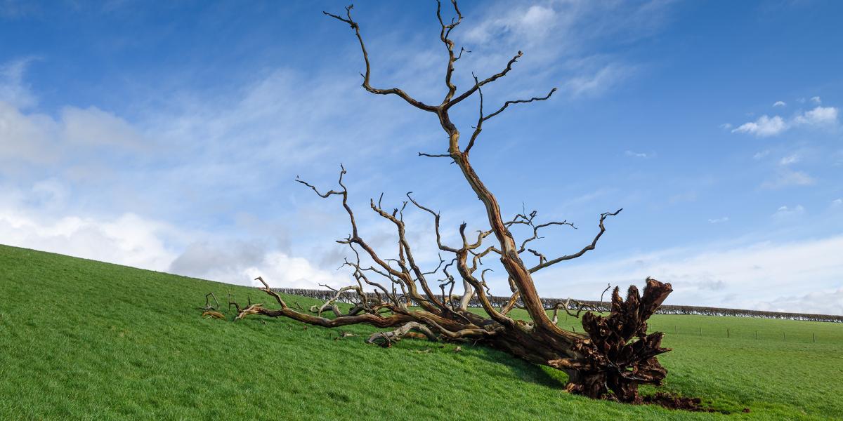 Ha valamiről, hát
a fákról kellene
írni, arról a fáról
például, amelyik
napok óta ott
fekszik az út
mentén, gyökerestül
kitépve