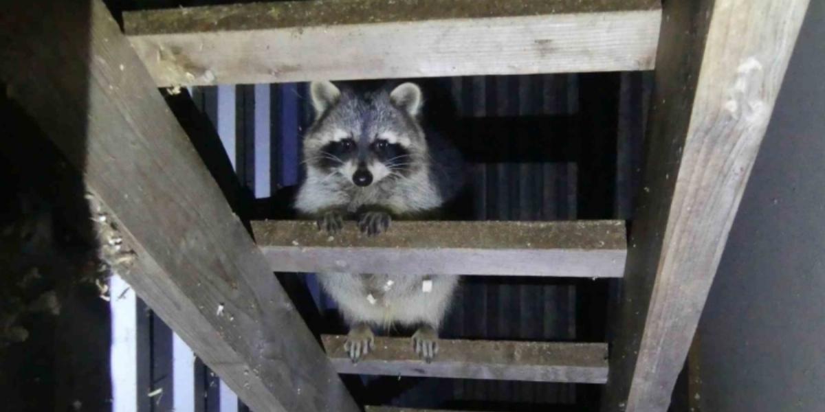 Mosómedve is akadt ház körül 