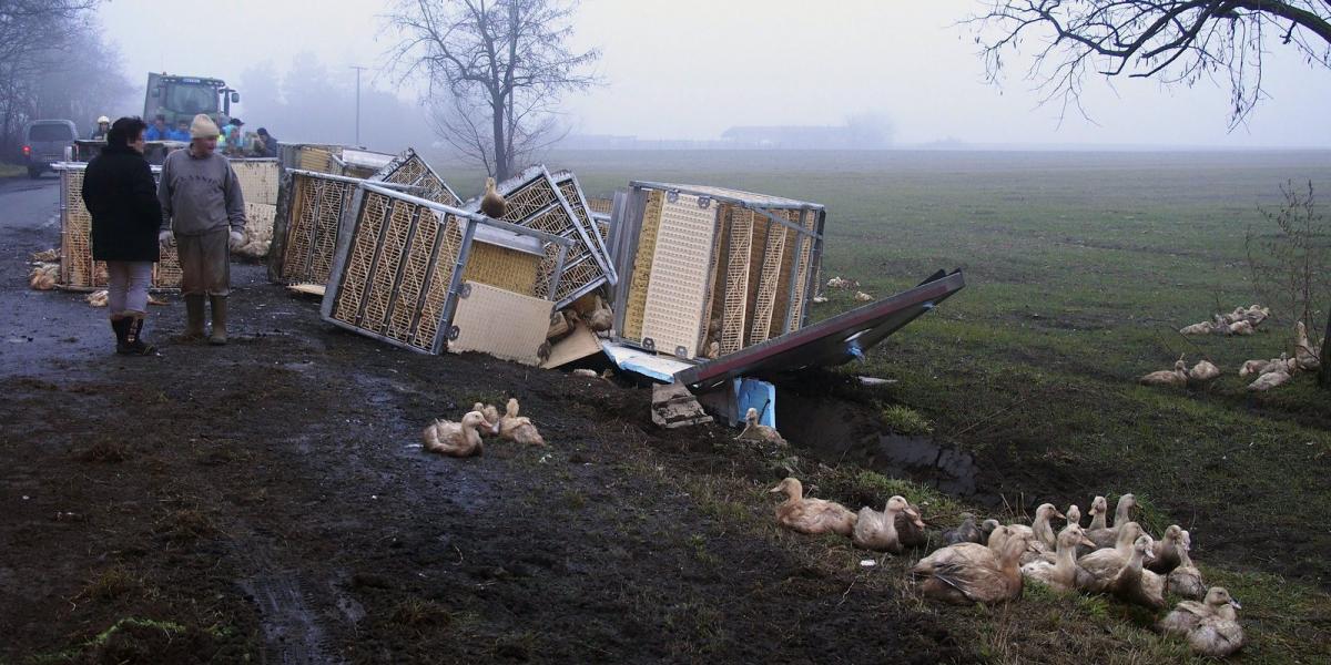 MTI Fotó: Donka Ferenc