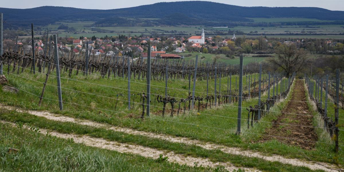 Az már most biztos, hogy a szőlőtermelőknek az idei év tiszta veszteség