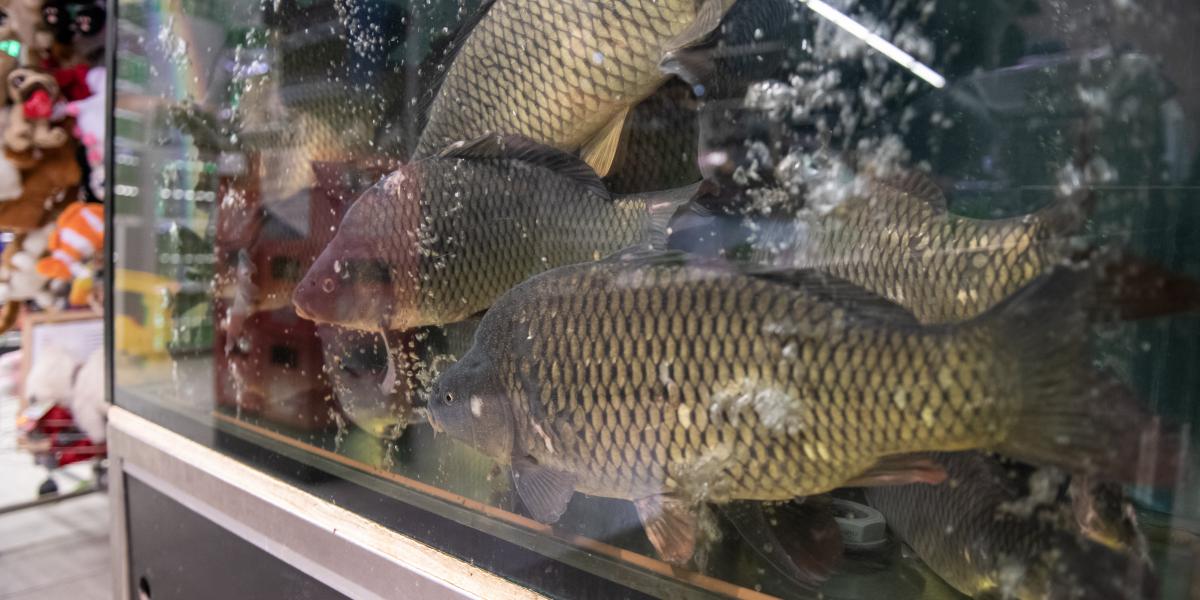 A magyar halak ritkán tartalmaznak parazitákat, és a hőkezelés ezeket amúgy is elpusztítja