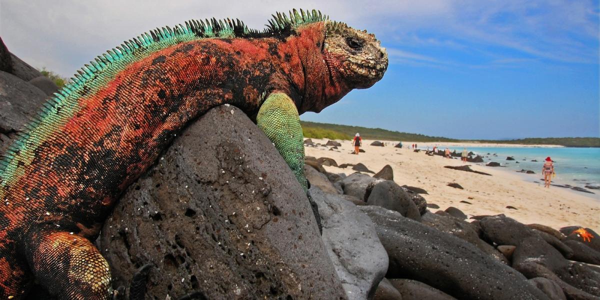 Az ősgyíkok időnként megörvendeztetik a tengerparton strandolókat is.