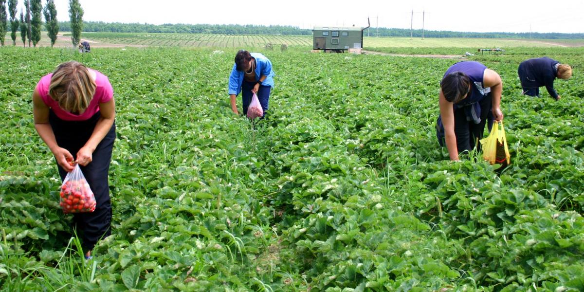 A mezőgazdaság a program egyik legnagyobb hiteligénylője FOTÓ: NÉPSZAVA