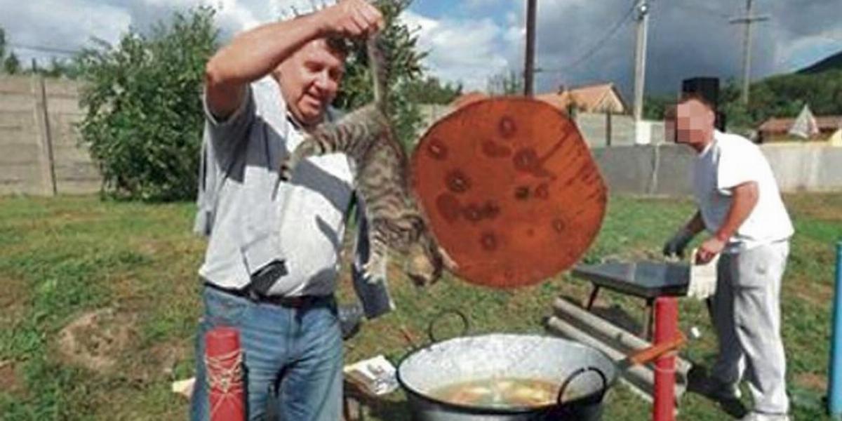 A képen úgy tűnik, mintha a cirmost épp bele akarná tenni, és meg akarná főzni.